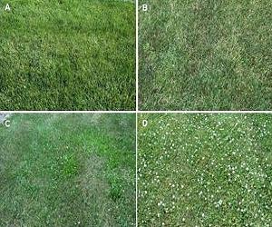 Scientists make turfgrass safer for animals, deadly for insects