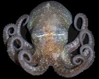 Octopus inspires new camouflage material