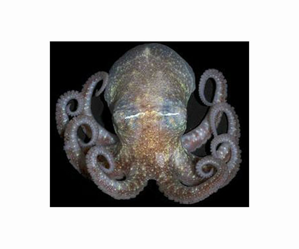 'Perfect storm': UK fishermen reel from octopus invasion