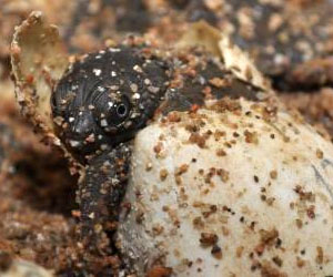 Climate change threatens endangered freshwater turtle