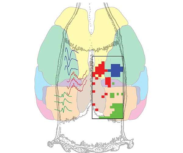 New brain-like computing device mimics associative learning
