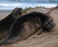 The Role of the 'Silent Killer' inside Deep-diving Animals
