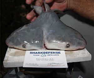 Scientists confirm first two-headed bull shark