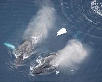 Watch: Humpback whales swim beneath the northern lights