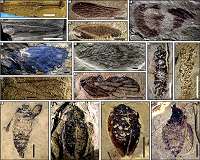 Chinese fossils reveal middle-late Triassic insect radiation