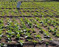 'Planting water' is possible - against aridity and droughts