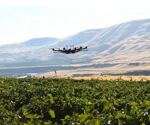 Negev desert winemakers show way ahead in Israel's hot climate