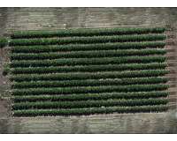 Drones effective tools for fruit farmers