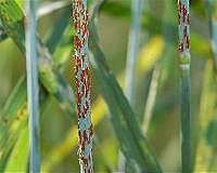 Wheat disease breakthrough to help feed the world
