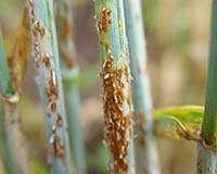 Building Disease-Beating Wheat