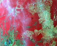 UN food agency offers free satellite monitoring of forests