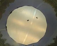 Small birds' vision: Not so sharp but superfast
