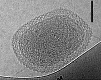 Researchers uncover a potent genetic element in Earth's smallest life forms