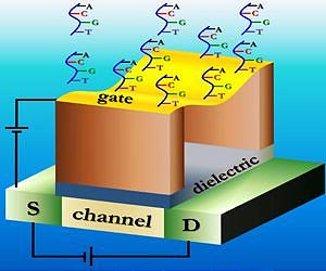 Ultrasensitive biosensor promising for medical diagnostics