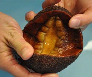 Snail Teeth Improve Solar Cells And Batteries