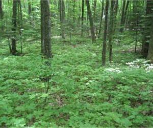 Report Shows Forest Growth in North Outpacing Other Parts of Country