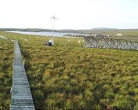 How permafrost thawing affects vegetation, carbon cycle