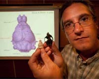 54-Million-Year-Old Skull Reveals Early Evolution Of Primate Brains
