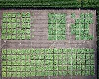 Photosynthesis hack needed to feed the world by 2050