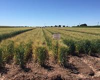 Scientists create first map of the wheat epigenome