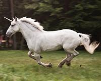Cooling startup funding chills the 'unicorn' herd