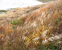Value Of Satellites Recognised For Conserving Wetlands