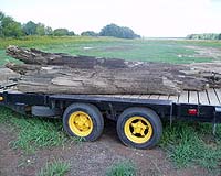 A Prehistoric Forest Emerges From A Farmer's Pond