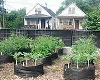 Urban gardeners may be unaware of how best to manage contaminants in soil