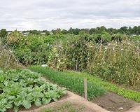 Can urban gardeners benefit ecosystems while keeping food traditions alive?