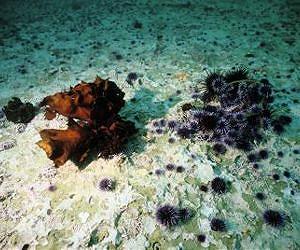 New study to examine ecological tipping points in hopes of preventing them