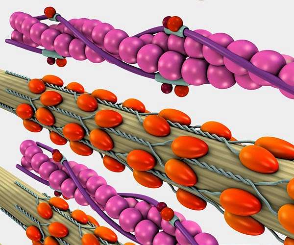 Tissue engineering in space could treat age-related muscle loss on Earth