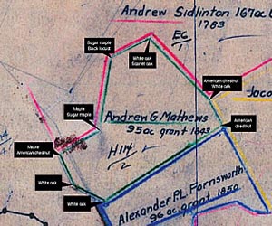 Old Deeds, Witness Trees Offer Glimpse of Pre-settlement Forest in West Virginia