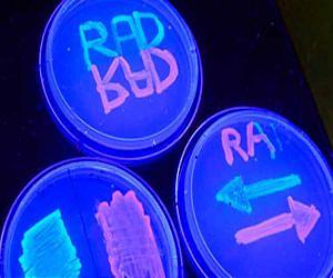 Stanford bioengineers create rewritable digital data storage in DNA