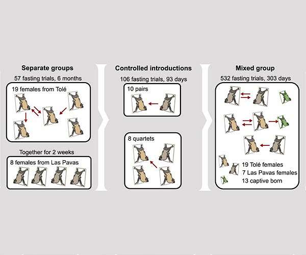 Study: Climate change making vampire bats with rabies migrate toward U.S.