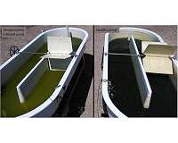 Vampire algae killer's genetic diversity poses threat to biofuels