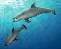 Mexico to use dolphins to save endangered vaquita porpoise