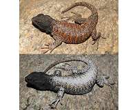 The conflict between males and females could replace the evolution of new species