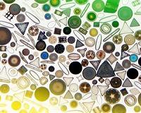 Ocean acidification may cause dramatic changes to phytoplankton