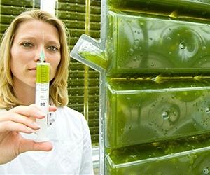 Toward a more economical process for making biodiesel fuel from algae