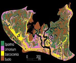 Marsh plants actively engineer their landscape