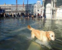 Nearly half of Venice underwater