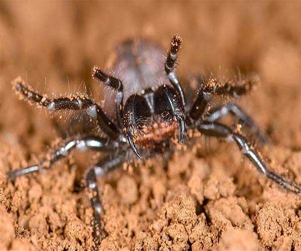 Australians warned of deadly spider 'plague' after floods