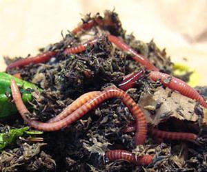 Southern French worms wriggle as far north as Ireland