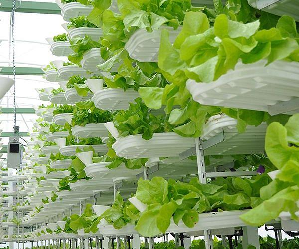 Is urban food farming a priority?