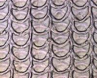 Snake scales protect steel against friction