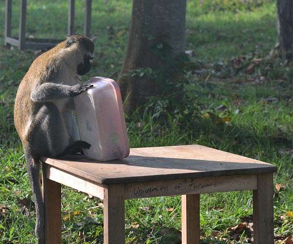 Clever monkeys plan their food trips to avoid stronger rivals