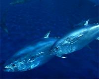 Expanded bluefin tuna quotas could reverse recovery: scientists