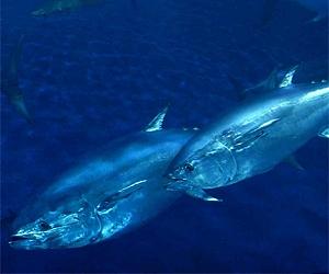 EU, Japan sketch battle lines in bluefin tuna meet