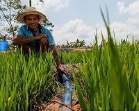 Bricked in by poverty, Cambodia's farmers fight debt bondage
