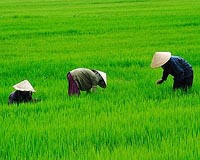 Secret unlocked to rice seed survival when underwater
